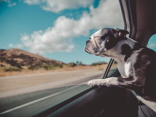 Pet Friendly Car Accessories